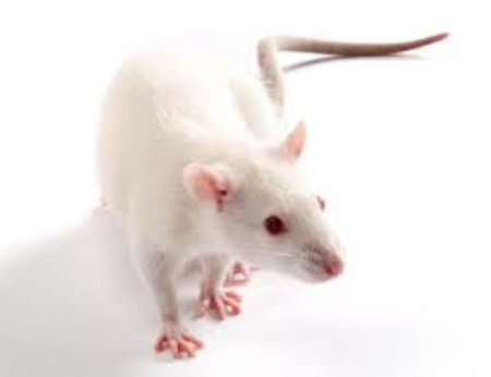 <p><b><span style="font-size: 18px;">Wistar Albino Rat</span></b><br></p><div><div><b>Kullanım Alanları : </b>Genel Kullanım , Cerrahi, Hipertansiyon, Viral, Hepatitis, Katarakt, Kistik Böbrek, Diabetes Mellitus, Hidronefroz</div></div><div><br></div>