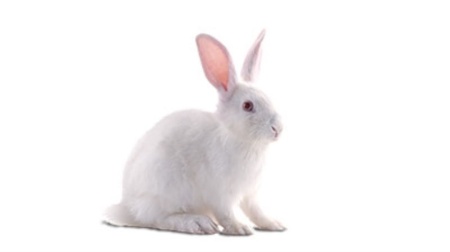 <p><b><span style="font-size: 18px;">New Zealand Rabbit </span></b></p><p><span style="font-weight: 700;">Kullanım Alanları :</span><span style="font-weight: 700;"> </span>Cerrahi ,ortopedi ,göz modelleri ,immünolojik modeller , irritasyon testleri <br></p><div><br></div>